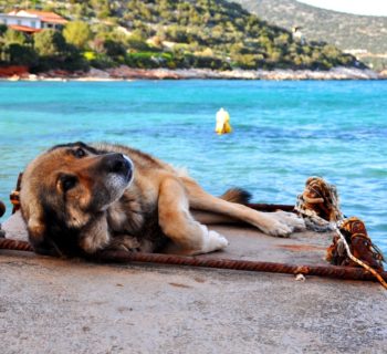 Greece’s stray dogs and cats