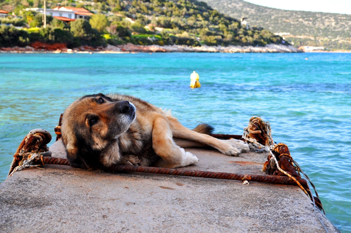 Greklands herrlösa hundar och katter